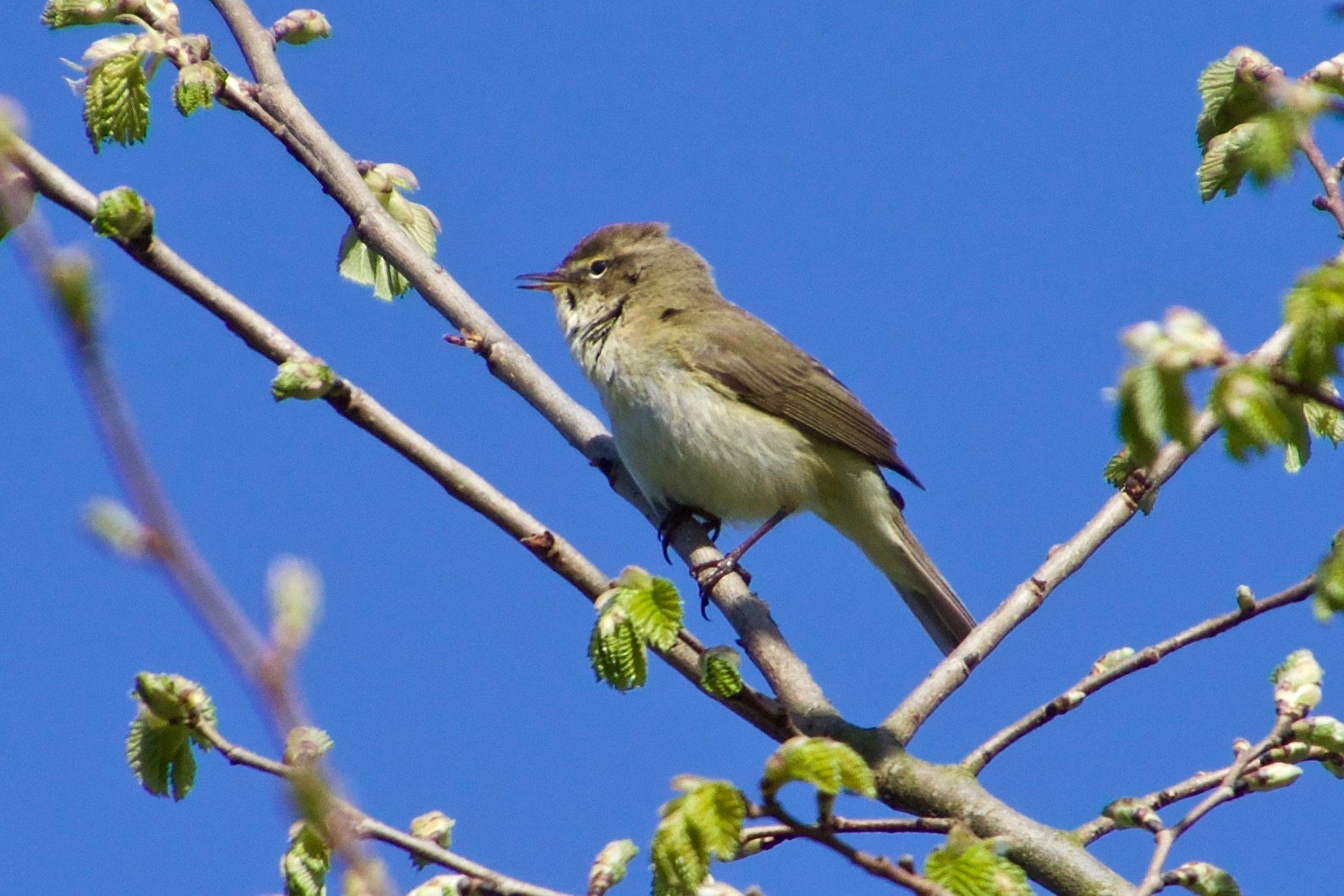 Chiffchaff 170402