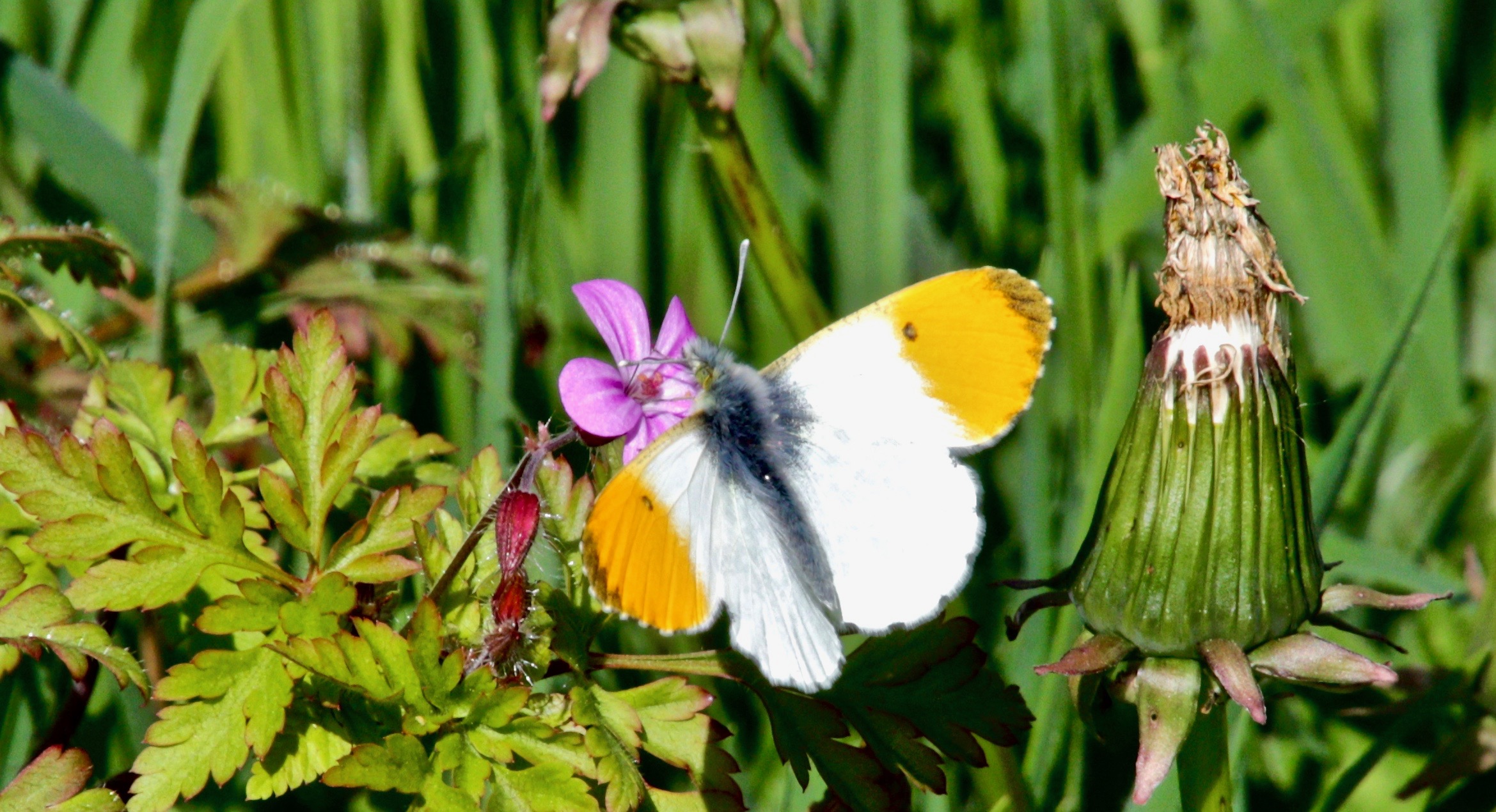 Orange Tip 170421
