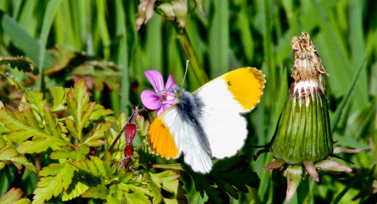Orange Tip 170421