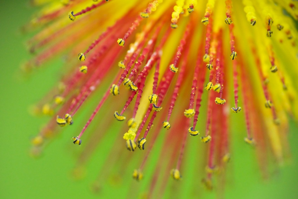 Come into the garden Maud – Welsh 100 No&nbsp;54