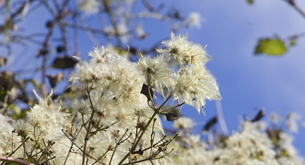 Traveller's Joy 170917