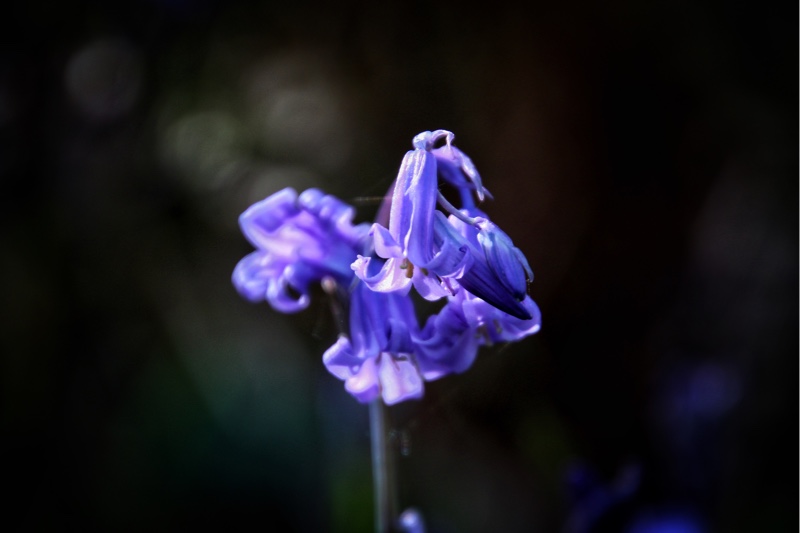 Saundersfoot to Tenby