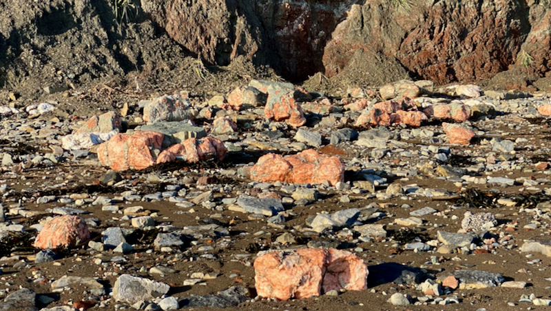 Penarth Fossil Hunting – Travels With My Aunt
