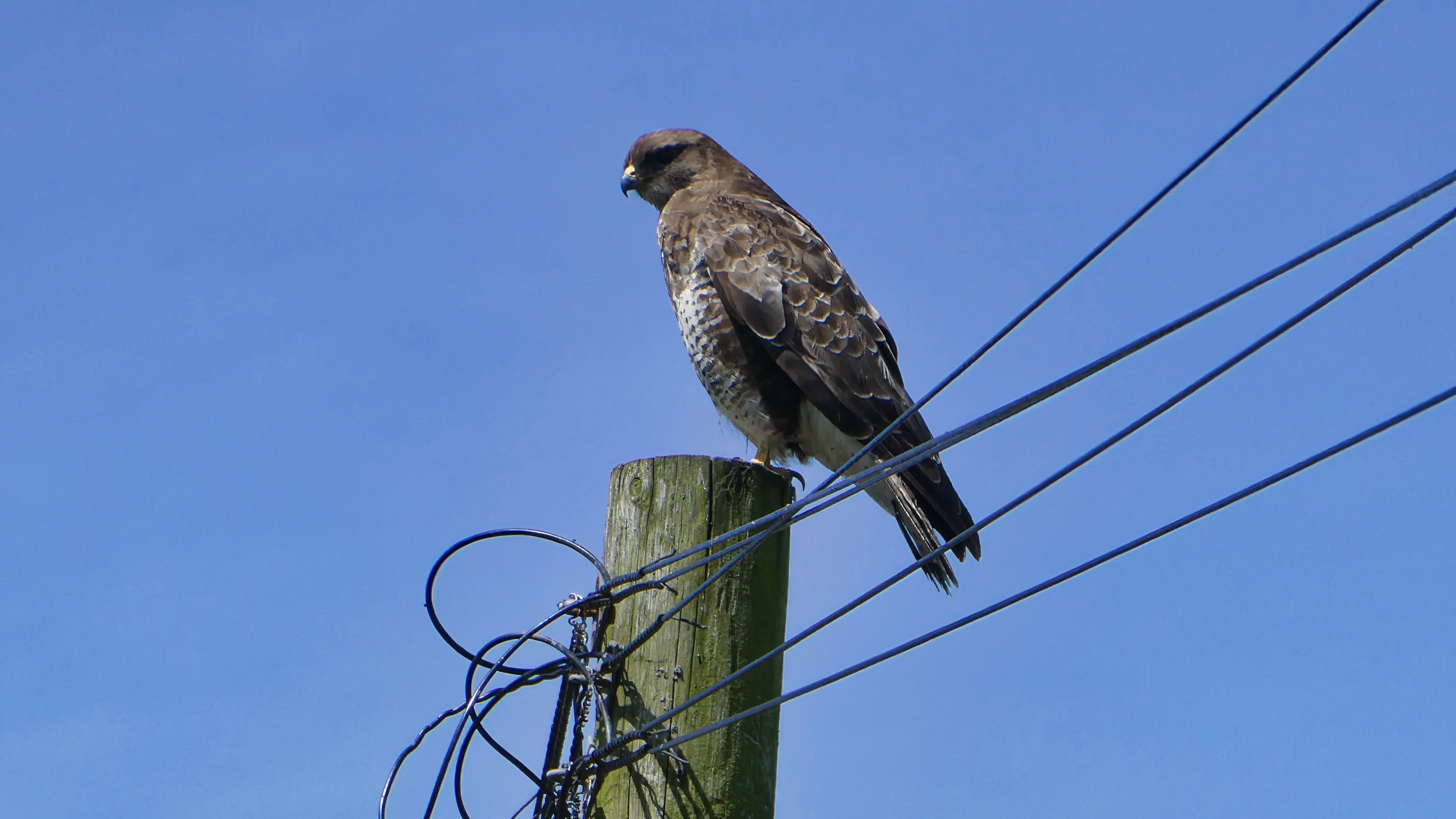 The Buzzard sentinel 