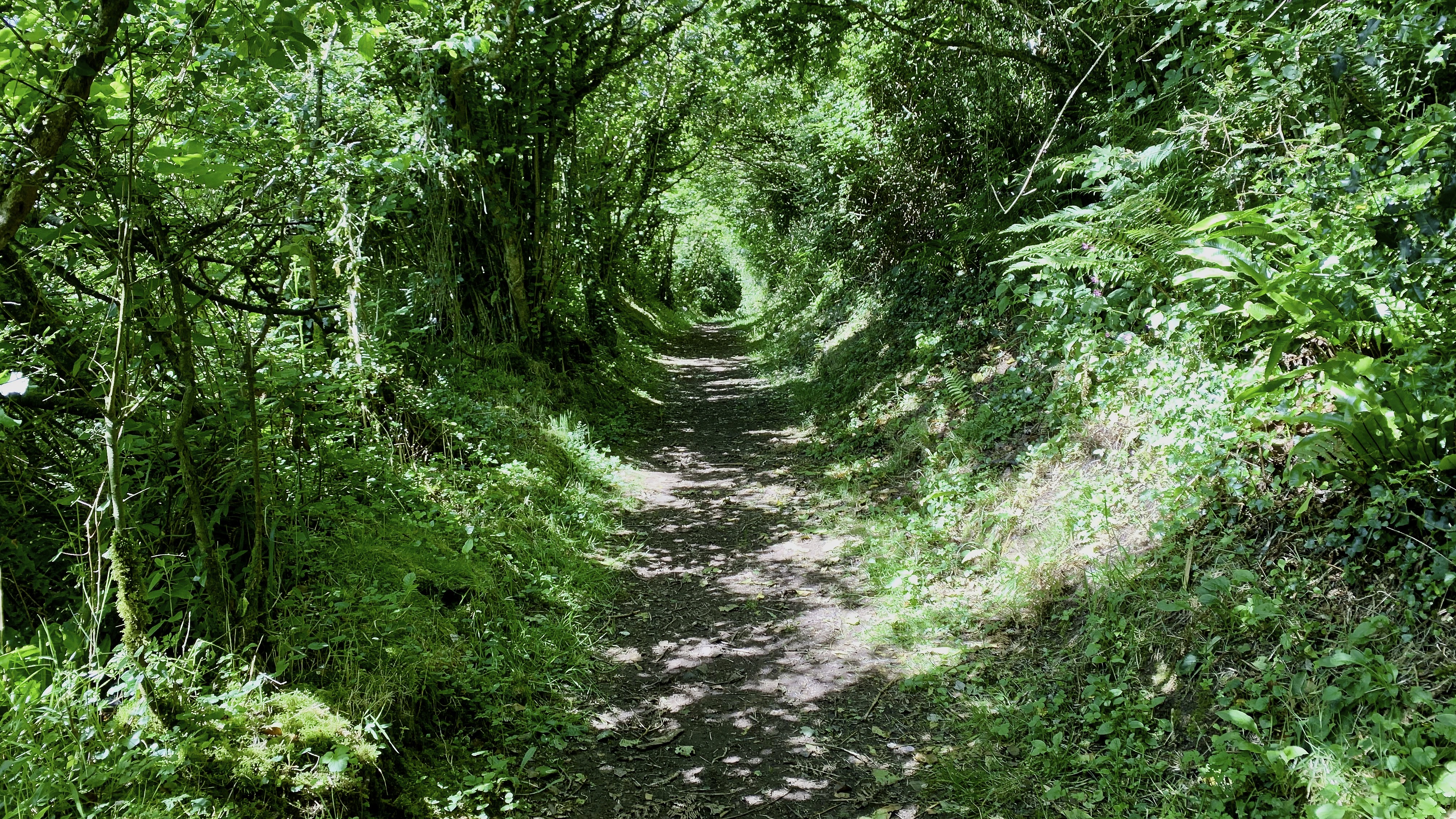What better way to spend a sunny June day than walking along paths like these?
