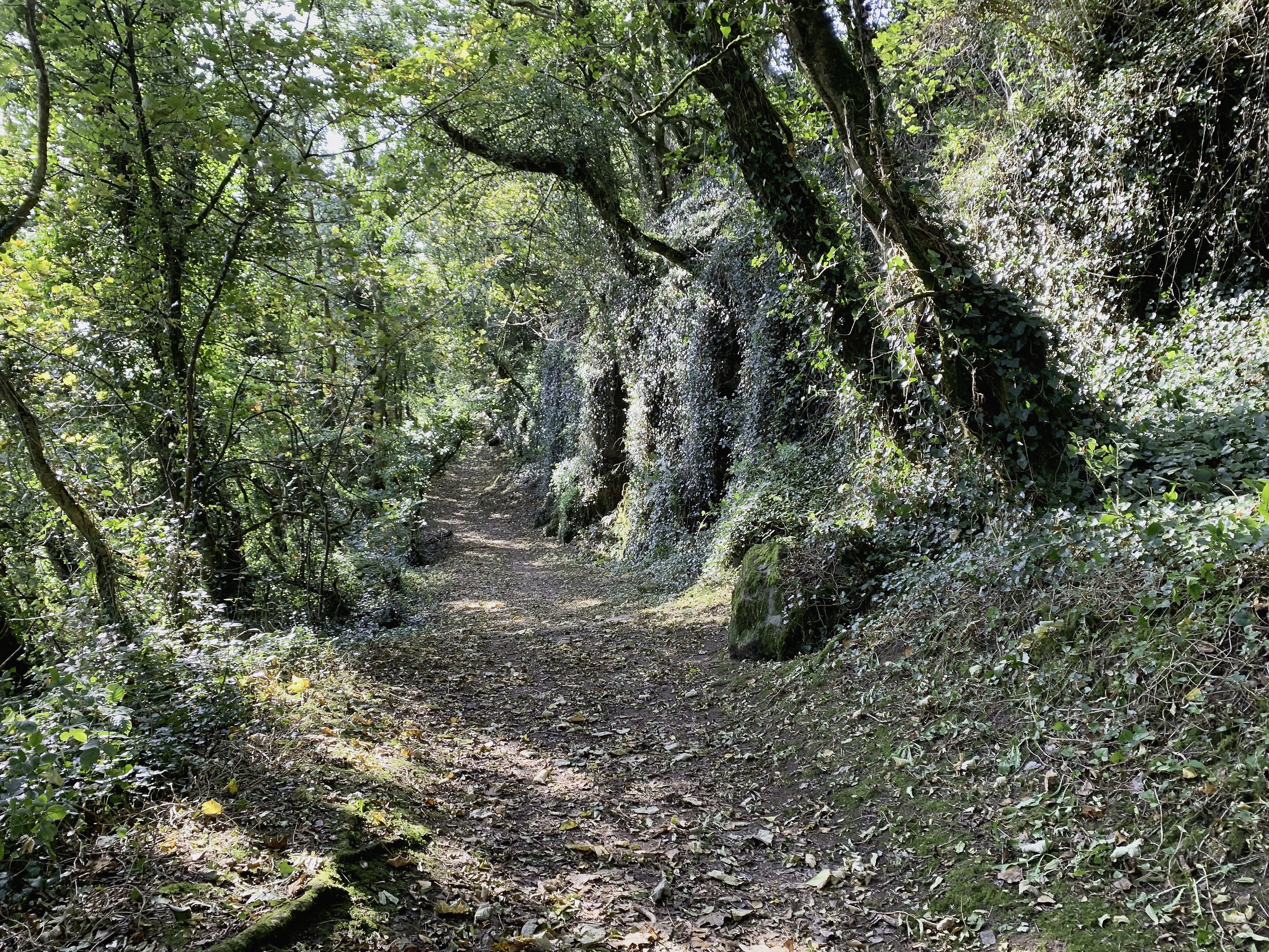 The path takes you through a lovely quiet woodland husking the top of the cliffs as you leave Laugharne.