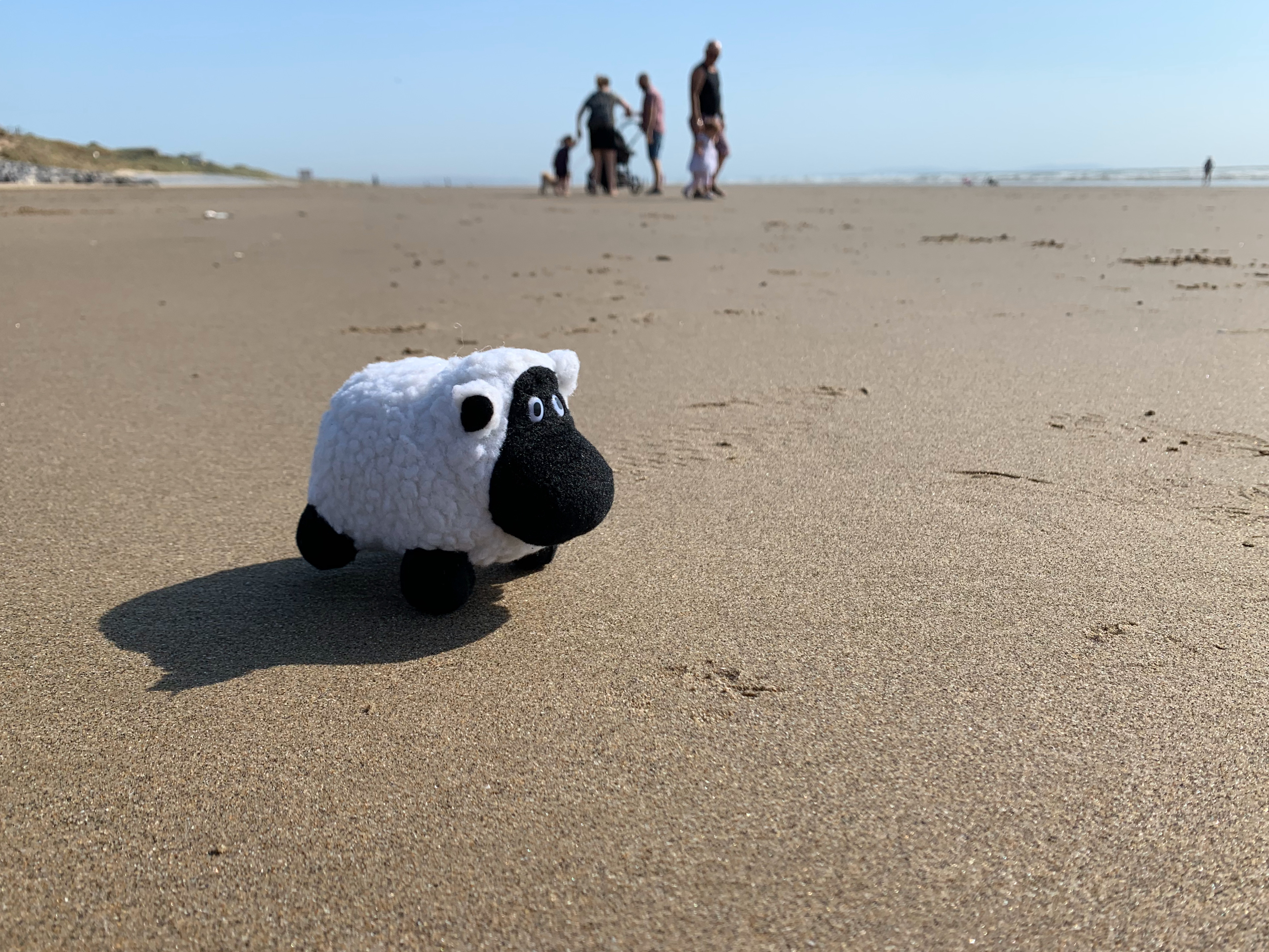 Barry setting a land speed record for a staff sheep on Pendine Sands. Needless to say he didnt get very far.